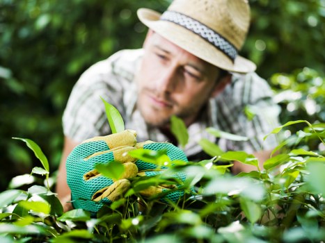 Screen-reader friendly gardening information for Ham users