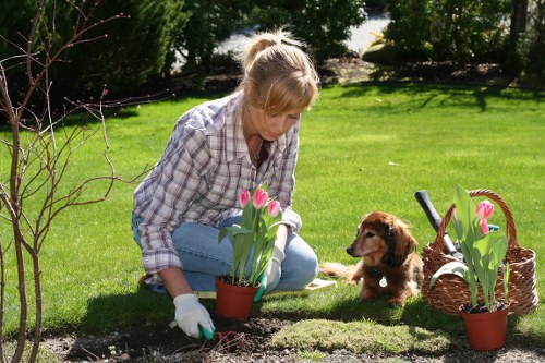 Garden hedges in Ham being shaped for healthy growth and curb appeal