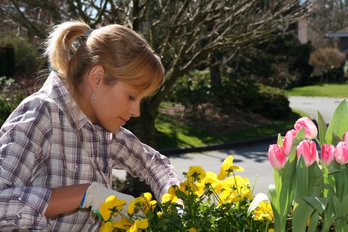 Seasonal hedge maintenance in Ham with precise cutting and cleanup