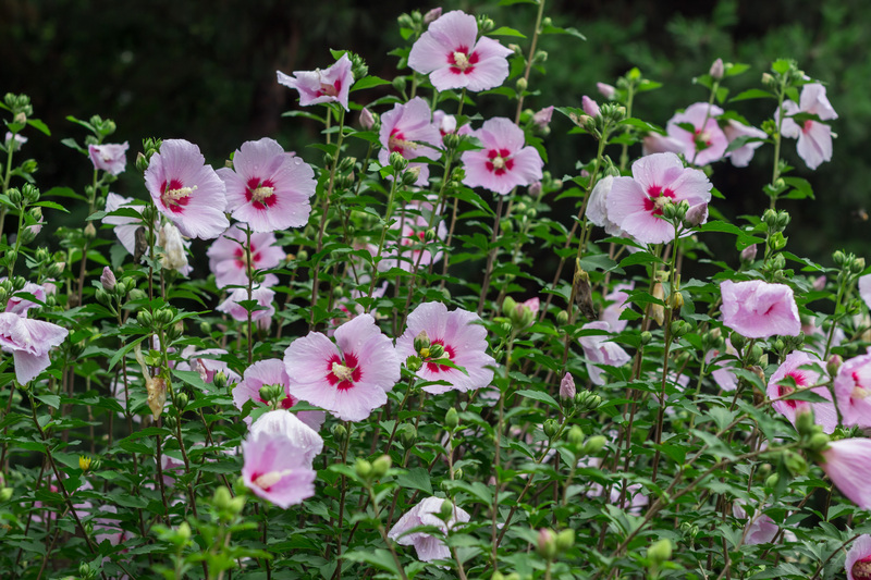 Garden yard