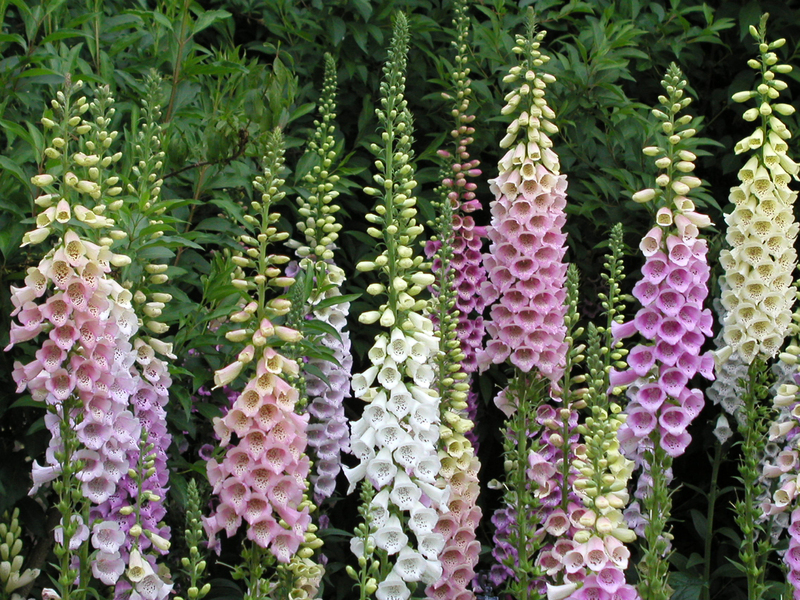 Garden Planting